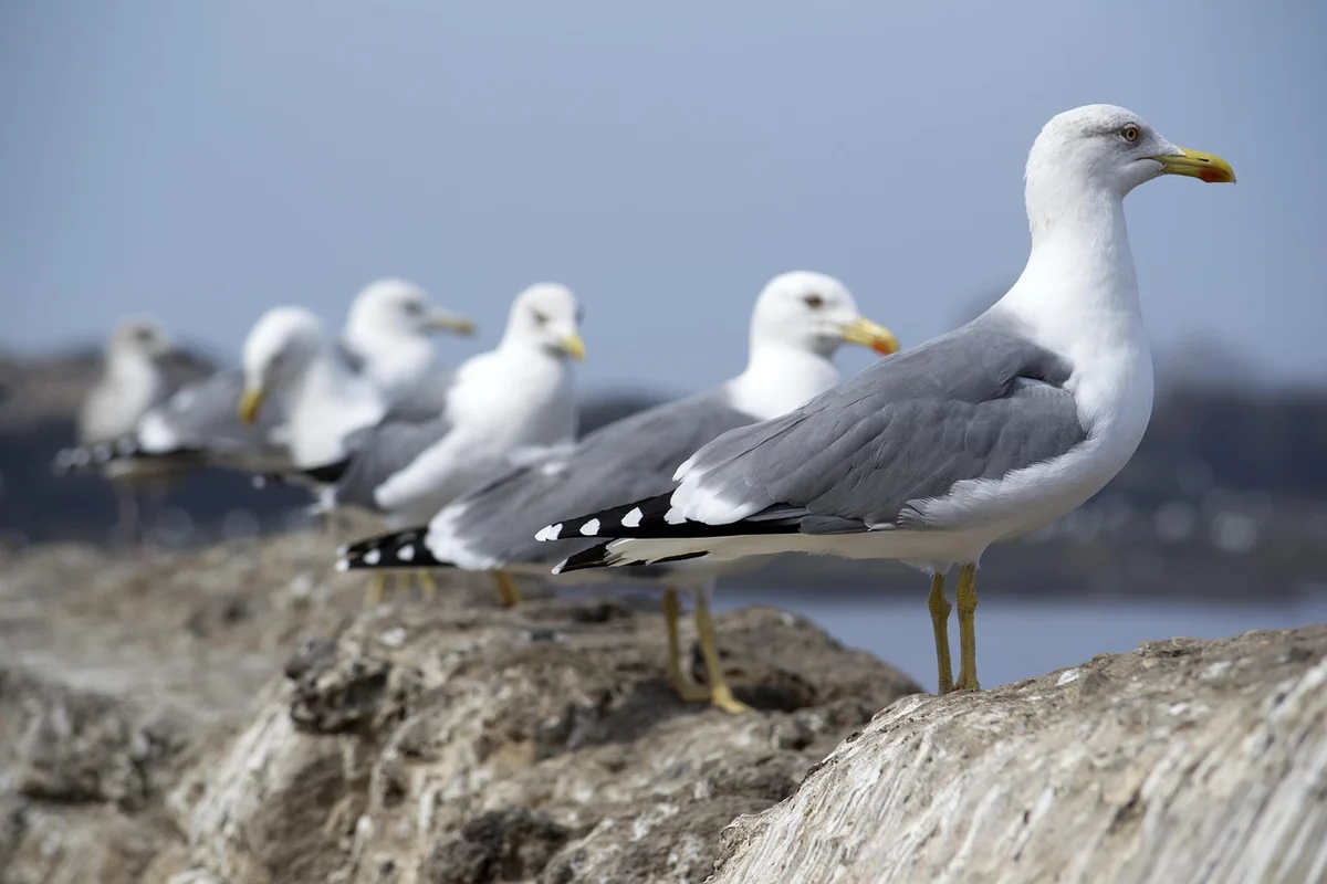 Comment souscrire en ligne et éviter les pièges