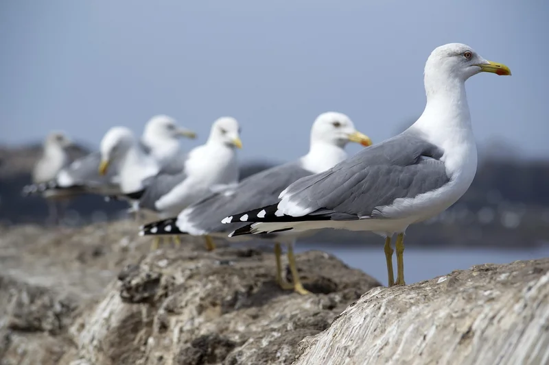 Comment souscrire en ligne et éviter les pièges
